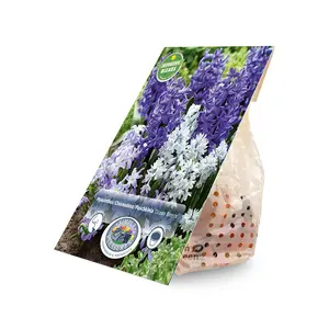 Blend Hyacinthus/Chionodoxa/Puschkinia Ocean Breeze | Cappers 45 x 16 - image 2