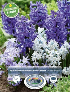Blend Hyacinthus/Chionodoxa/Puschkinia Ocean Breeze | Cappers 45 x 16 - image 3