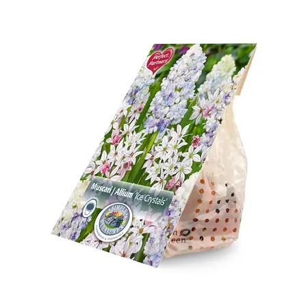Blend Muscari & Allium Ice Crystals | Cappers 20 x 16 - image 2