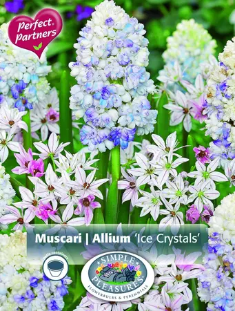 Blend Muscari & Allium Ice Crystals | Cappers 20 x 16 - image 1