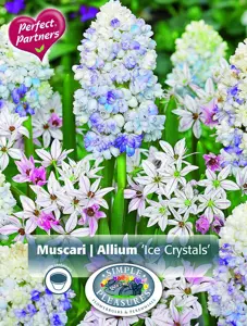 Blend Muscari & Allium Ice Crystals | Cappers 20 x 16