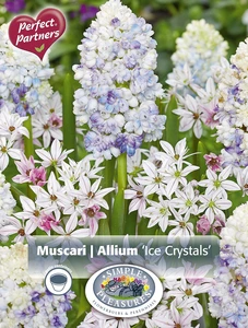 Blend Muscari & Allium Ice Crystals | Cappers 20 x 16 - image 3