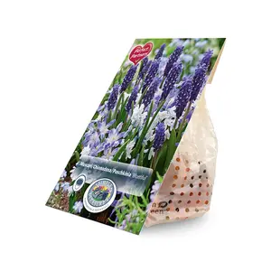 Blend Muscari/Chionodoxa/Puschkinia Bluetiful | Capper 16 x 40 - image 2