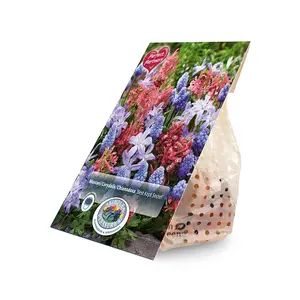 Blend Muscari/Corydalis/Chionodoxa Best Kept Secret | Cappers 30 x 16 - image 2