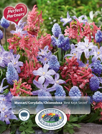 Blend Muscari/Corydalis/Chionodoxa Best Kept Secret | Cappers 30 x 16 - image 3