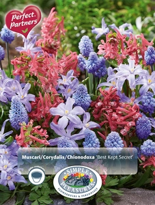 Blend Muscari/Corydalis/Chionodoxa Best Kept Secret | Cappers 30 x 16 - image 3