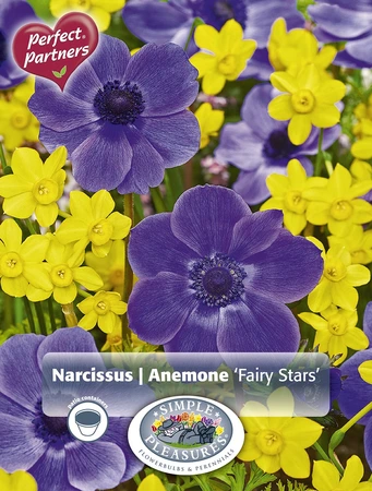 Blend Narcissus & Anemone Fairy Stars | Cappers 25 x 16 - image 3