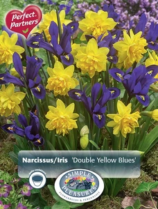 Blend Narcissus/Iris Double Yellow Blues | Cappers 14 x 16 - image 3
