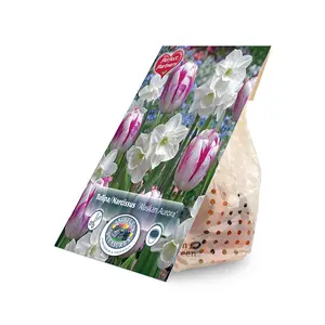 Blend Narcissus/Tulipa Alaskan Aurora | Cappers 8 x 20 - image 2