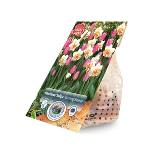 Blend Narcissus/Tulipa Evening Breeze | Cappers 8 x 15 - image 3