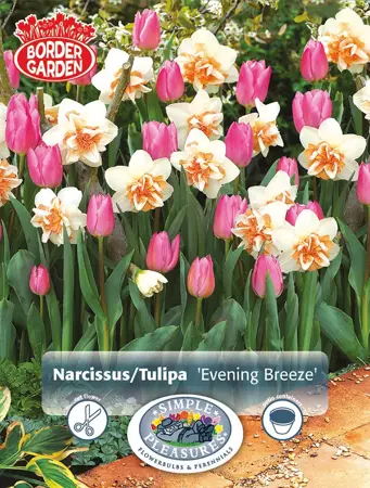 Blend Narcissus/Tulipa Evening Breeze | Cappers 8 x 15 - image 1