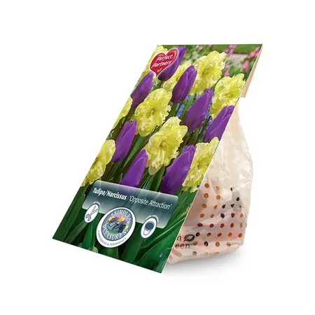 Blend Narcissus/Tulipa Opposite Attraction | Capper 20 x 8 - image 2