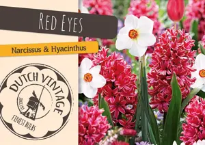 Blend Red Eyes | Cappers 8 x 16