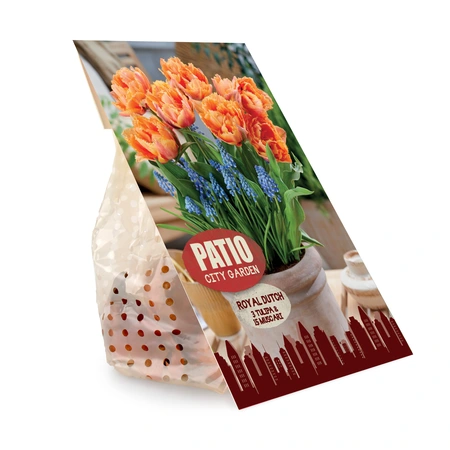 Blend Royal Dutch | Cappers 18 x 20 - image 3