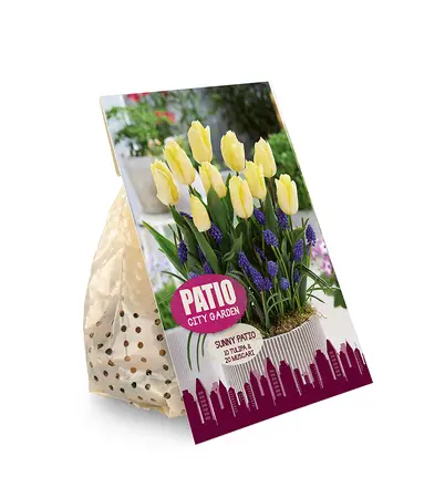 Blend Sunny Patio | Cappers 25 x 20 - image 2