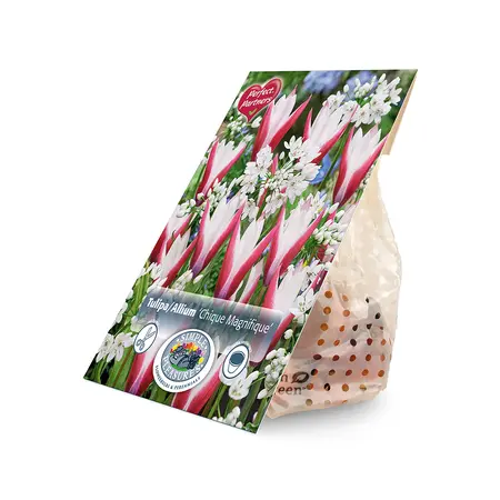 Blend Tulipa / Allium Chique Magnifique | Cappers 30 x 20 - image 2