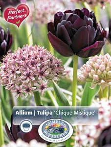 Blend Tulipa / Allium Chique Mistique | Cappers 8 x 20 - image 2