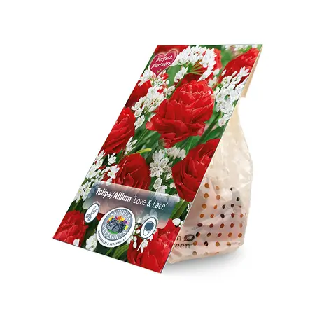 Blend Tulipa/Allium Love & Lace | Cappers 20 x 20 - image 2