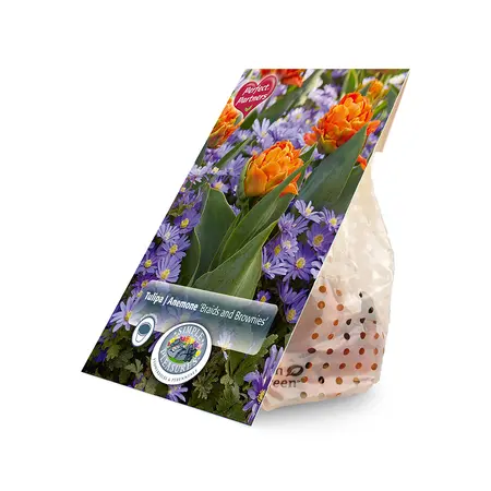Blend Tulipa/Anemone Braids and Brownies | Cappers 20 x 20 - image 2