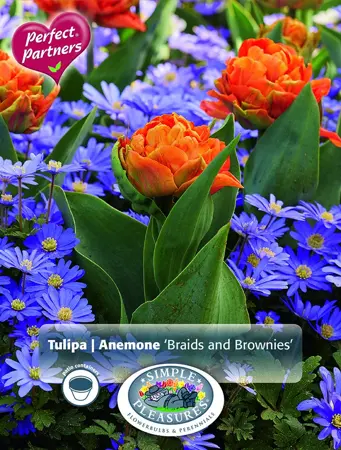 Blend Tulipa/Anemone Braids and Brownies | Cappers 20 x 20 - image 1