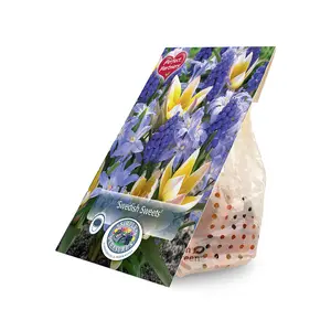 Blend Tulipa/Chionodoxa/Muscari Swedish Sweets | Cappers 40 x 16 - image 2