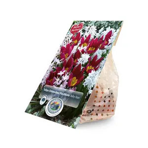 Blend Tulipa/Chionodoxa/Puschkinia Baby Stars | Cappers 35 x 16 - image 2