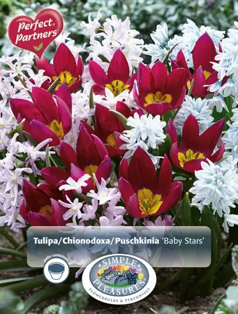 Blend Tulipa/Chionodoxa/Puschkinia Baby Stars | Cappers 35 x 16 - image 1