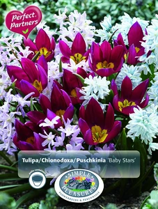Blend Tulipa/Chionodoxa/Puschkinia Baby Stars | Cappers 35 x 16 - image 3