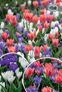 Blend Tulipa/Crocus Yes! Spring! | Bags 35 x 30
