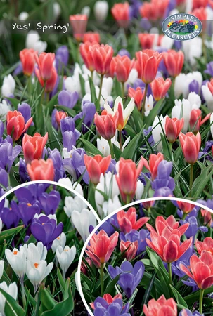 Blend Tulipa/Crocus Yes! Spring! | Bags 35 x 30 - image 3