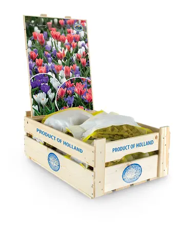 Blend Tulipa/Crocus Yes! Spring! | Bags 35 x 30 - image 2