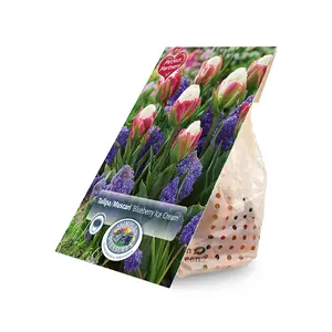 Blend Tulipa/Muscari Blueberry Ice Cream | Cappers 14 x 20 - image 2