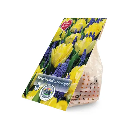 Blend Tulipa/Muscari Sunny Grapes | Cappers 30 x 16 - image 2