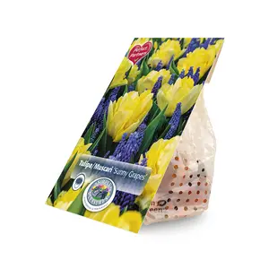 Blend Tulipa/Muscari Sunny Grapes | Cappers 30 x 16 - image 2