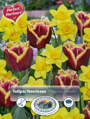 Blend Tulipa / Narcissus Dragon's Breath | Cappers 14 x 20 - image 3