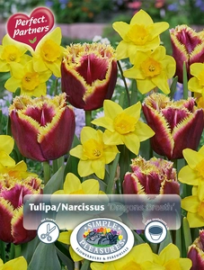 Blend Tulipa / Narcissus Dragon's Breath | Cappers 14 x 20 - image 3
