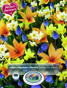 Blend Tulipa/Narcissus/Muscari Spectacular Crowd | Cappers 30 x 16