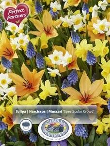 Blend Tulipa/Narcissus/Muscari Spectacular Crowd | Cappers 30 x 16 - image 3