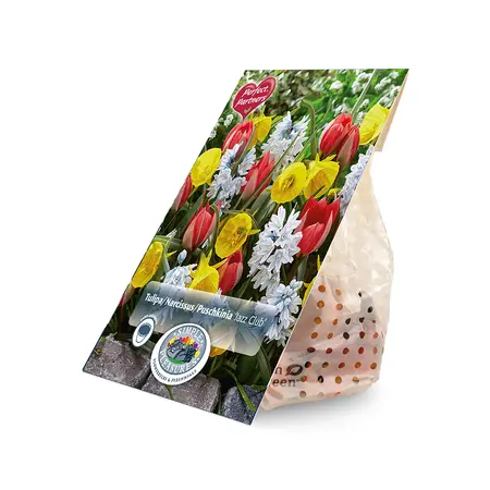 Blend Tulipa/Narcissus/Puschkinia Jazz Club | Cappers 35 x 16 - image 2