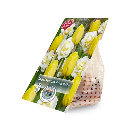 Blend Tulipa / Narcissus Yellow Mellow | Cappers 10 x 20 - image 2