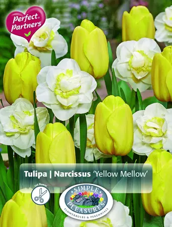 Blend Tulipa / Narcissus Yellow Mellow | Cappers 10 x 20 - image 1