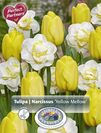 Blend Tulipa / Narcissus Yellow Mellow | Cappers 10 x 20 - image 3