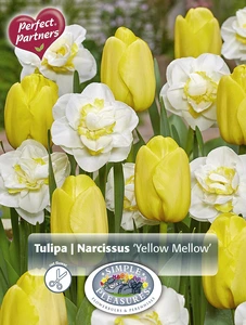 Blend Tulipa / Narcissus Yellow Mellow | Cappers 10 x 20 - image 3