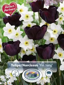 Blend Tulipa/Narcissus Yin Yang | Cappers 10 x 16