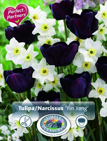 Blend Tulipa/Narcissus Yin Yang | Cappers 10 x 16 - image 3