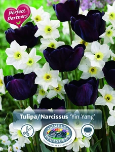 Blend Tulipa/Narcissus Yin Yang | Cappers 10 x 16 - image 3