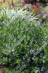 Amsonia Blue Ice | 200 pce