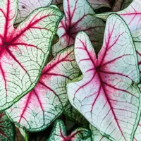 Caladium