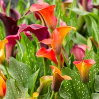 Calla Lilies