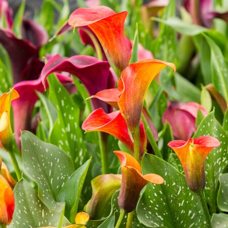 Wholesale Calla Bare Roots - De Vroomen US